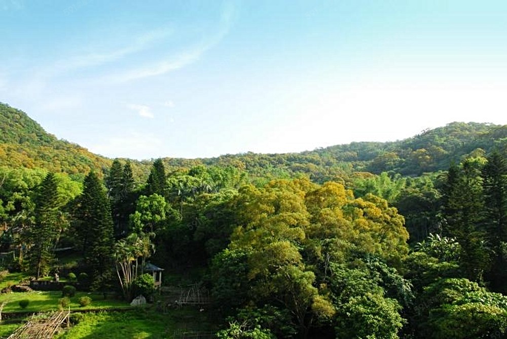 陽台前的相思花海