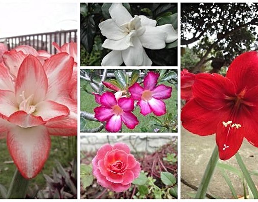 庭園套房出租(含小陽台) - Image 6