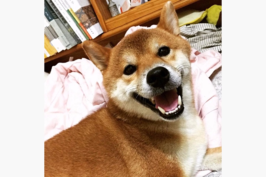 當天採訪完佔據床鋪得意的笑