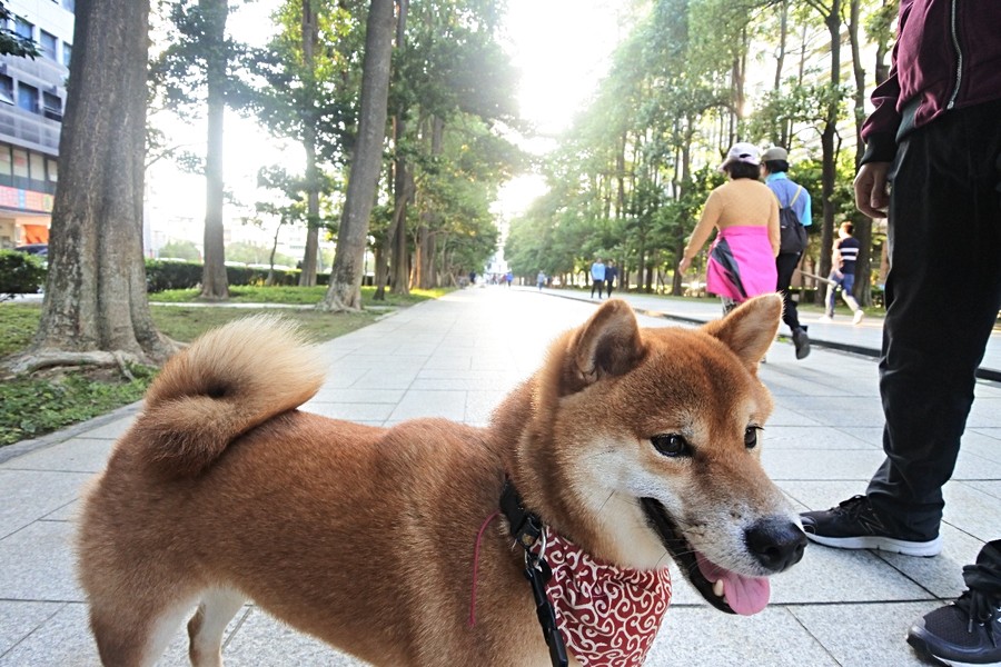 生命演化大道狗狗可以玩耍