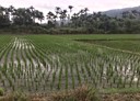 新埔鎮-新龍路土地，509坪