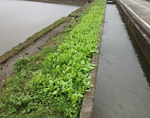 宜蘭全新農舍出租住宅、度假皆宜近礁溪 - Image 1