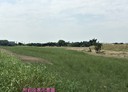 安定區-公學路一段土地，302.5坪