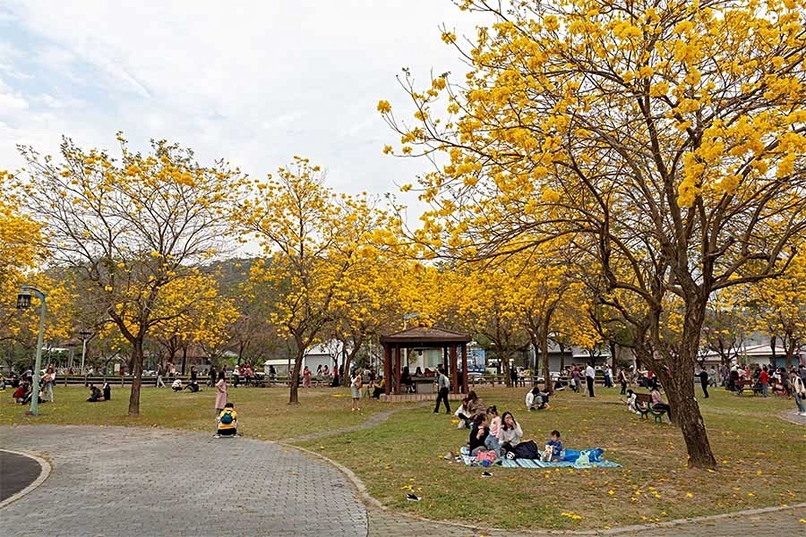 黃花風鈴木的花開．已成為當地居民悠閒享受的日常。