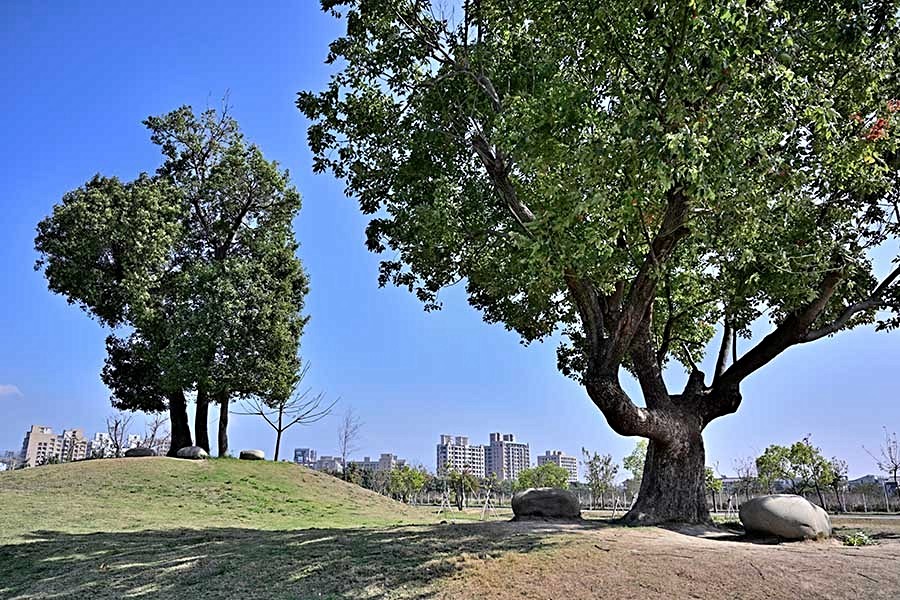 南興公園內有知名的米奇樹。