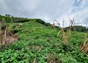鹿谷鄉-竹林村土地，5731坪