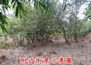 歸仁區-成功路一段土地，542.6坪