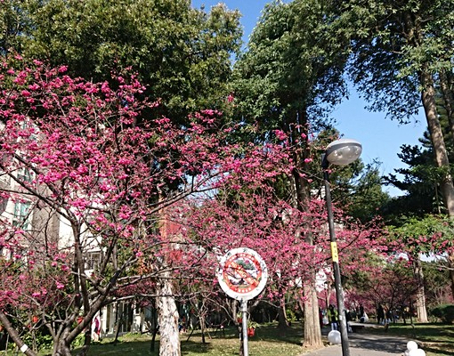中壢後站體育園區景觀陽台全新衛浴大套房 - Image 13
