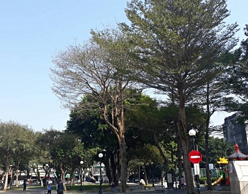 限女性~近菜寮捷運有對外窗🍎可申請租補~養貓魚兔子 - Image 2