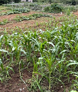 陽明山平等里方正菜園、養蜂場