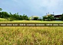 旗山區-民裕巷土地，1321坪