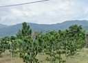 頭城鎮-新興路土地，971坪