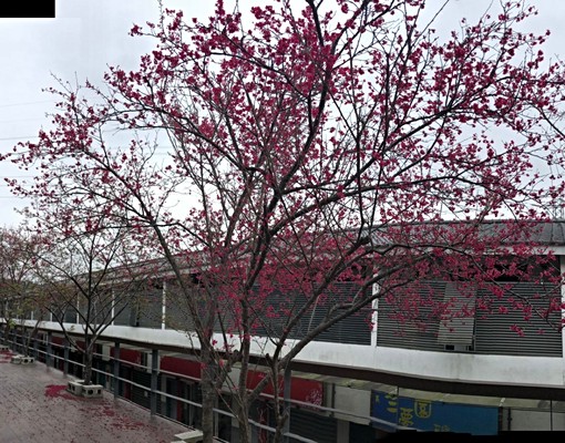 《整層出租》環境清幽,木雕博物館旁~ - Image 12