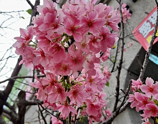 大村櫻花歐洲村 - Image 6