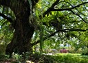 光復鄉-大豐村廠房，1174坪