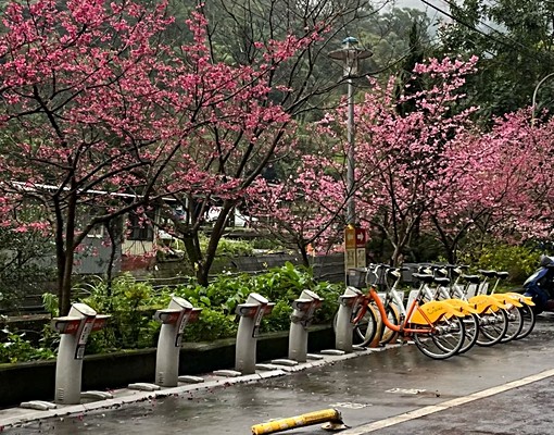美麗山林超寧靜全新套房 - Image 8