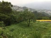 禾豐七路清崧華城/逸品琚建..