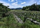 埔里鎮-西安路一段土地，874.8坪
