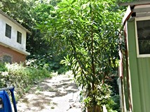 大科路泰山區⭐大窠段⭐保護..