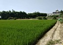 清水區-中華路土地，336.3坪