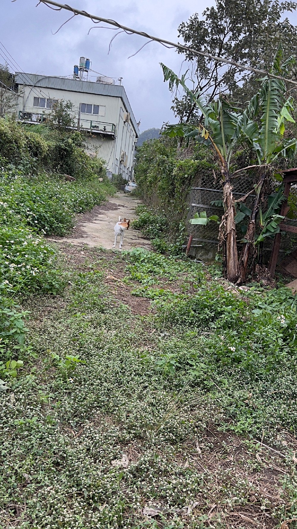 照片