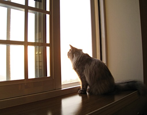 貓😺陽台●獨洗_淨水器_可炊_健身房_專人收垃圾24H警衛 - Image 2