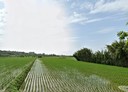 楊梅區-土地，1563.6坪