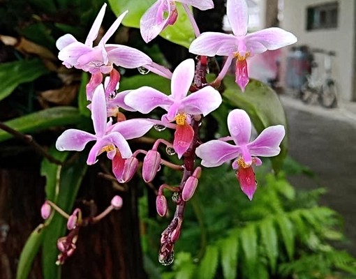 碧雲莊慈濟醫院抗震一樓獨立整層 - Image 4