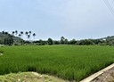 新埔鎮-巨埔段土地，1060.1坪