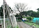 樹林區-柑園街二段土地，202.8坪