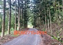 東勢區-東崎路三段土地，1021.5坪