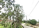 觀音區-樹林段土地，1820坪
