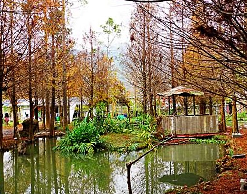 **「紅葉鋪地,秋意深濃——漫步落羽松林 - Image 4