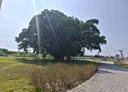 南屯區-土地，342.9坪