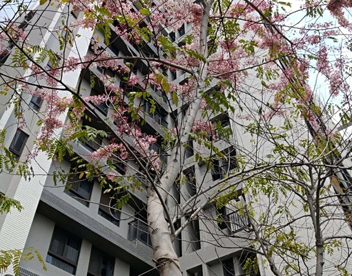 捷運G3好事多二房二廳平面大車位全傢俱 - Image 25