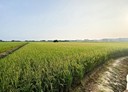 官田區-土地，1383.3坪
