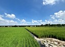 斗南鎮-土地，980坪