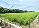 民雄鄉-土地，873坪