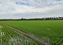 崁頂鄉-土地，1300坪