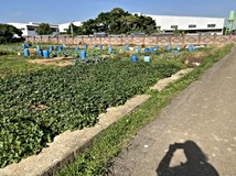 校前路143巷頭洲國小旁便宜..