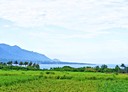 台東市-土地，2081坪