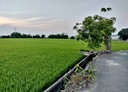 大肚區-土地，820.1坪