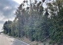 觀音區-樹林段土地，1800坪