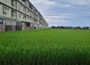 觀音區-土地，512.6坪