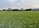 南屯區-土地，500坪