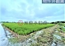 三星鄉-新日興段土地，849.2坪