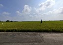 鹿草鄉-土地，1313坪