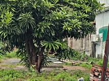 潮州崙新角窗建地