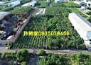 大寮區-赤崁段土地，952坪