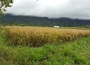 光復鄉-土地，708.8坪